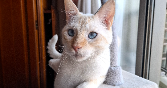 lola pet sitter à MONT ST AIGNAN 76130_1