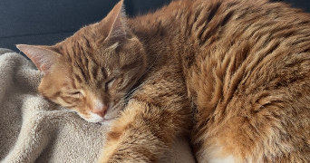 alycia pet sitter à LE PETIT QUEVILLY 76140_3