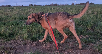 angelica pet sitter à ESVRES 37320_6