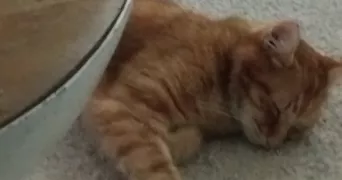 sylvie pet sitter à BERCHEM-SAINTE-AGATHE 1082