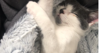 elya pet sitter à ST OMER 62500_4