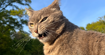 carla pet sitter à TERCE 86800_1