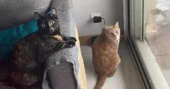 leana pet sitter à LUNEL 34400