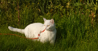 ash pet sitter à LAVAL 53000_4