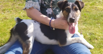 suzanne pet sitter à THIAIS 94320_4