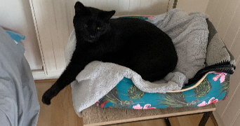 helene cat sitter à VILLEPARISIS 77270_4