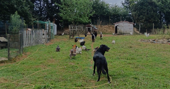 alizée  pet sitter à Dompierre-sur-Yon 85170_0