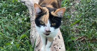 lilou pet sitter à PARIS 03 75003_1