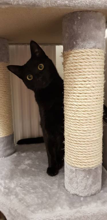 Lisa pet sitter à Boissy-sous-Saint-Yon 91790_3