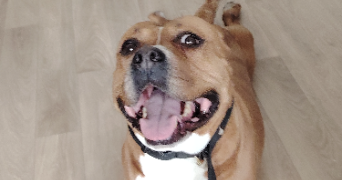 david pet sitter à MAGNY EN VEXIN 95420_5