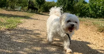 Iyona pet sitter à FONTAINE LE COMTE 86240