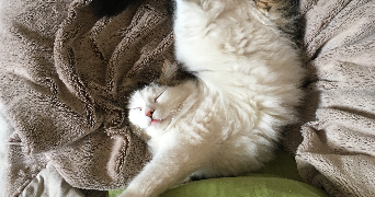 lou-anne pet sitter à LILLE 59800_1