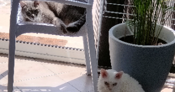 nadiia pet sitter à GOURNAY SUR MARNE 93460_5
