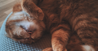 thanina pet sitter à ST NOM LA BRETECHE 78860_6