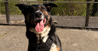 nolwenn pet sitter à Montigny les Cormeilles 95370_3