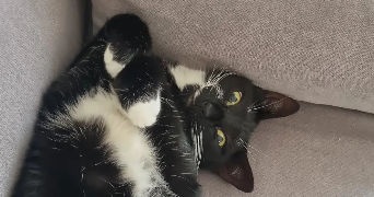 jeanne pet sitter à MONT ST AIGNAN 76130_4