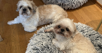 mariia pet sitter à BORDEAUX 33800_5