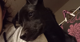 zoé pet sitter à PERPIGNAN 66100_2