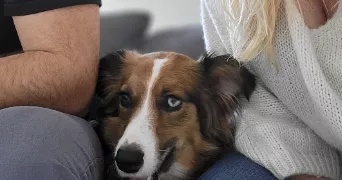 elodie pet sitter à BAYONNE 64100