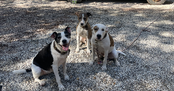 leanna pet sitter à TOULON 83100_1