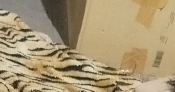 lea pet sitter à SURY LE COMTAL 42450_0