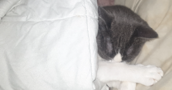 oceane cat sitter à JUVIGNY VAL D ANDAINE 61140_3