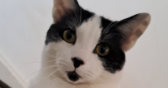 zoé pet sitter à ROTS 14980_6