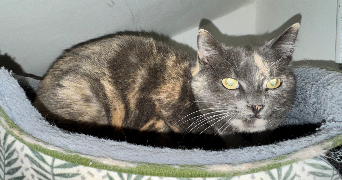 marie cat sitter à BANNE 07460_5