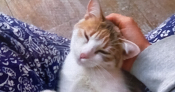 eloise pet sitter à CHATOU 78400_1