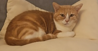 vanessa pet sitter à ORLY 94310_0