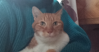 lili pet sitter à GRENOBLE 38100_1