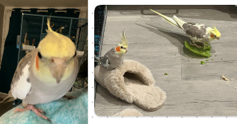 ines pet sitter à CHATEAUDUN 28200_2