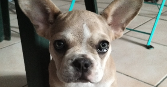 morgane pet sitter à VIDAUBAN 83550_1