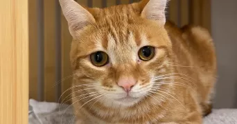 cindy pet sitter à MARIGNANE 13700