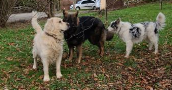 gabrielle pet sitter à VILLAZ 74370_6