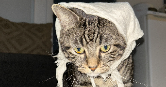 apolline pet sitter à POTIGNY 14420_6