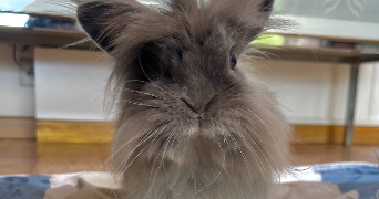 marie pet sitter à TOULOUSE 31000_3