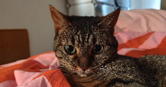 manon pet sitter à BOURG LA REINE 92340_1