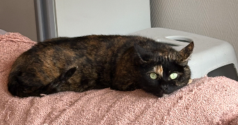 océane pet sitter à CAEN 14000_3