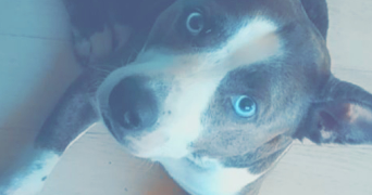 pauline pet sitter à LAVAL 53000_4