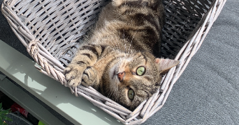 louise pet sitter à REIMS 51100_1
