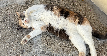 margot pet sitter à BEAUVAIS 60000_4