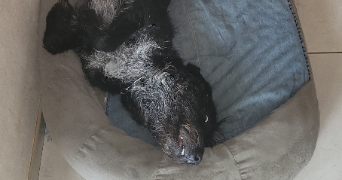 lucie pet sitter à PARIS 11 75011_2