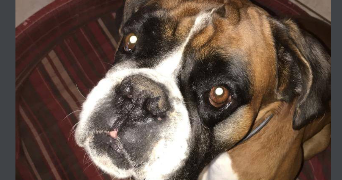 mathilde pet sitter à CHEVILLY LARUE 94550_1