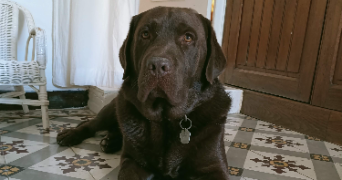 claudine pet sitter à TOULON 83000_8