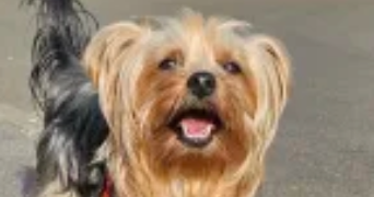 clémence pet sitter à LILLE 59000_1