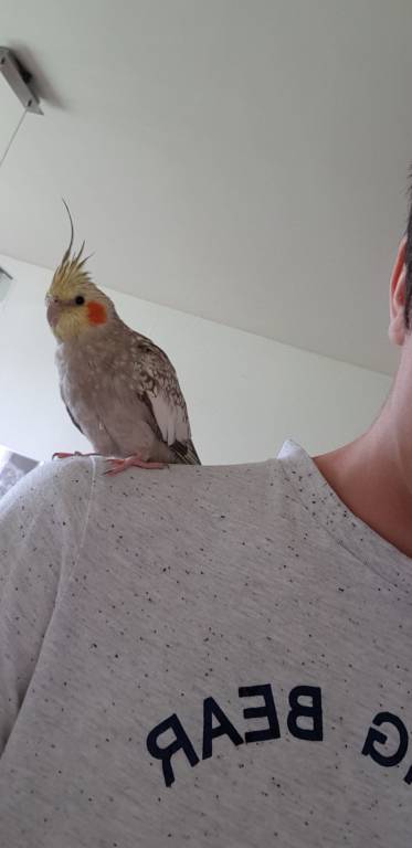 léo pet sitter à Bévillers 59217_4