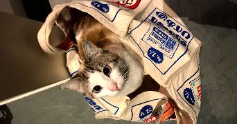 charlotte pet sitter à MALAKOFF 92240_2
