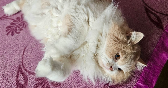 margot pet sitter à BEAUVAIS 60000_3