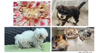 kamila pet sitter à ASNIERES SUR SEINE 92600_7